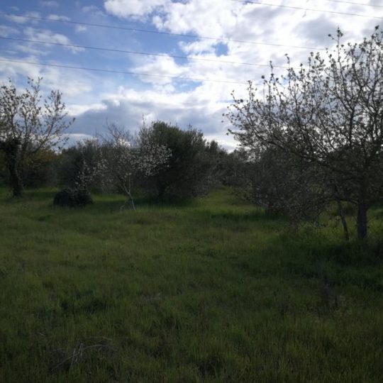 Оливковая роща в Валмаде, 500 м2