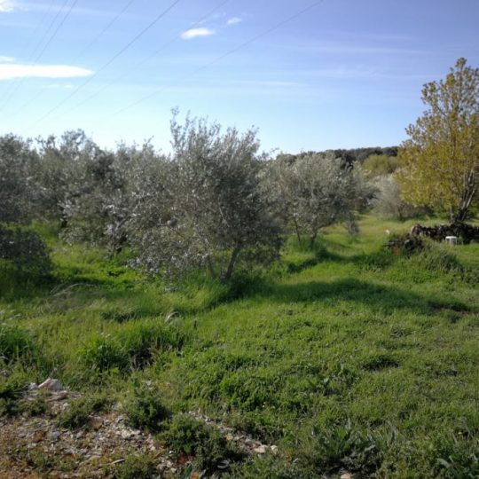 Оливковая роща в Валмаде, 500 м2