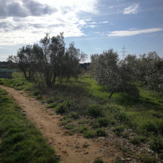 Оливковая роща в Валмаде, 500 м2