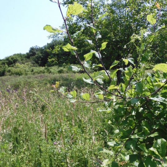 ПРЕМАНТУРА УРБАНИЗИРОВАННАЯ ЗЕМЛЯ КРШЕ МУНТЕ