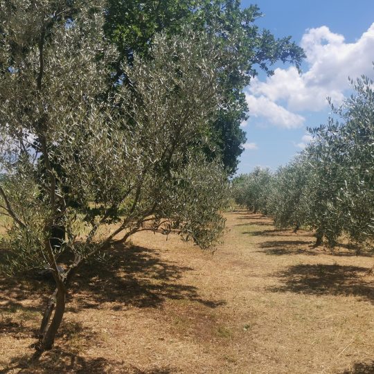 Недвижимость около Водняна на участке 25000 м2