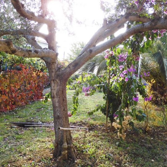 Дом ПРЕМАНТУРА, ДОМ В ЗЕЛЕНИЛ, ВИД НА МОРЕ