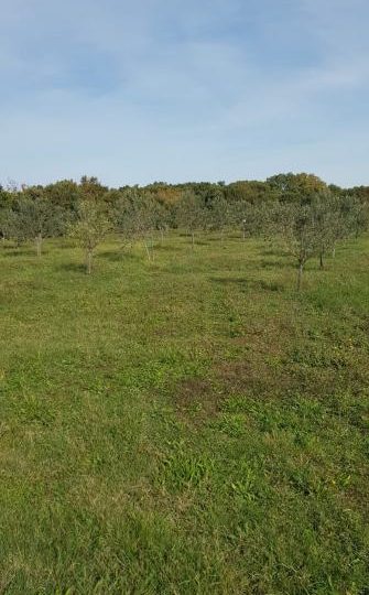 Сельскохозяйственная земля, Лижнян, 4624 м2 100 оливковых деревьев