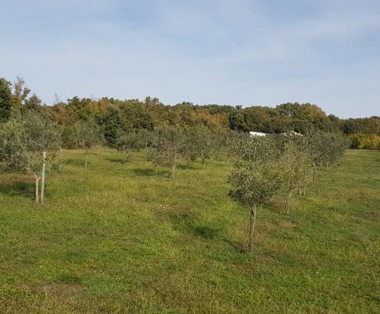 Сельскохозяйственная земля, Лижнян, 4624 м2 100 оливковых деревьев