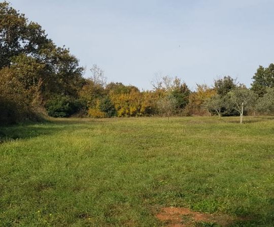 Сельскохозяйственная земля, Лижнян, 4624 м2 100 оливковых деревьев