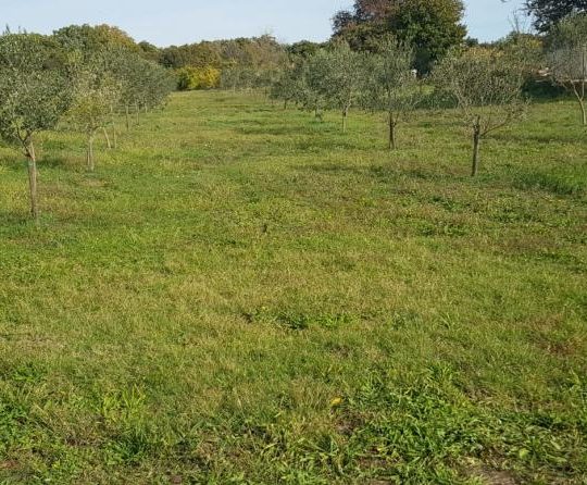 Сельскохозяйственная земля, Лижнян, 4624 м2 100 оливковых деревьев