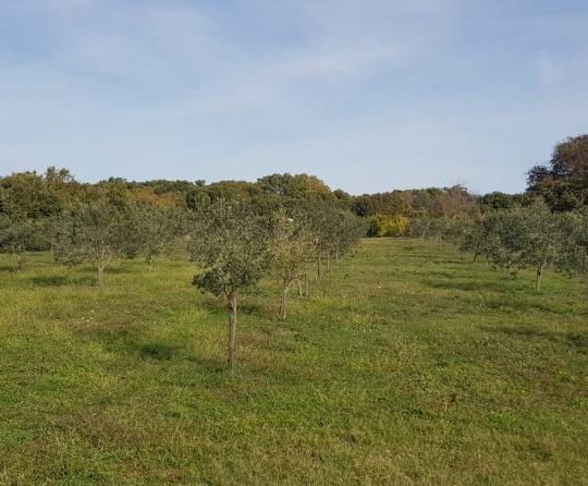 Сельскохозяйственная земля, Лижнян, 4624 м2 100 оливковых деревьев