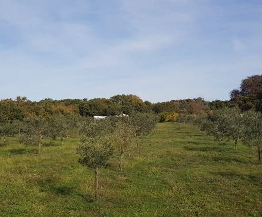 Сельскохозяйственная земля, Лижнян, 4624 м2 100 оливковых деревьев