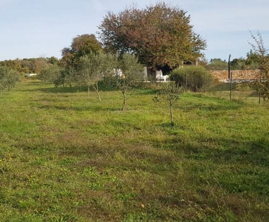 Сельскохозяйственная земля, Лижнян, 4624 м2 100 оливковых деревьев