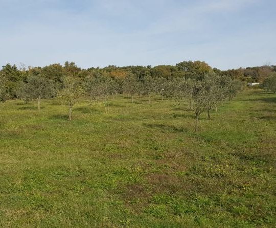 Сельскохозяйственная земля, Лижнян, 4624 м2 100 оливковых деревьев