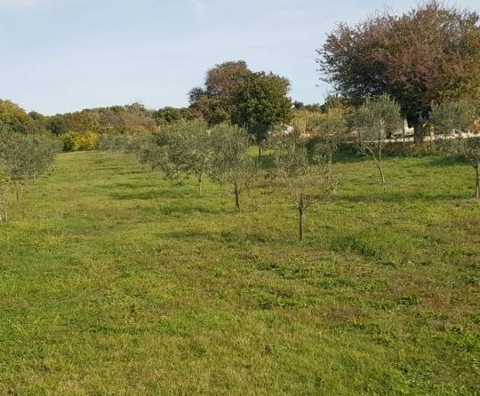 Сельскохозяйственная земля, Лижнян, 4624 м2 100 оливковых деревьев