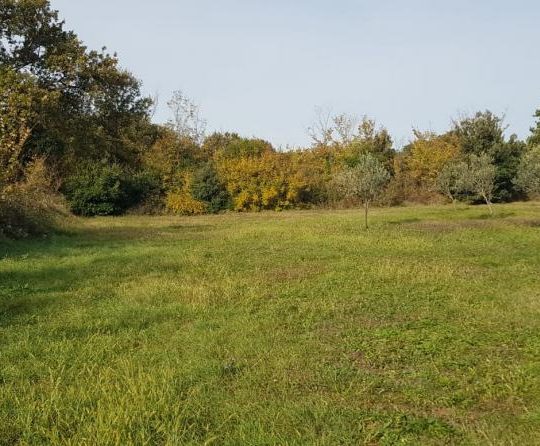 Сельскохозяйственная земля, Лижнян, 4624 м2 100 оливковых деревьев