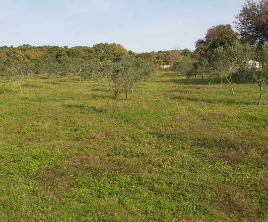 Сельскохозяйственная земля, Лижнян, 4624 м2 100 оливковых деревьев