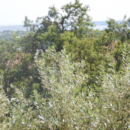 Kuća u Ližnjanu – kvalitetna gradnja za obiteljski život ili investiciju, s pogledom na more