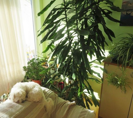 Квартира ПУЛА, КАШТАНЬЕР, ТРИ СПАЛЬНИ