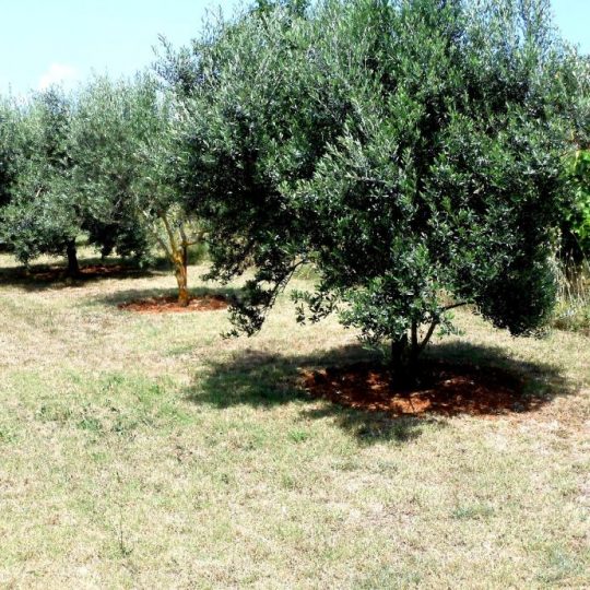 KUĆA ŠIKIĆI, ŠIŠAN, CCA 5 KM DO PULE, KUĆICA SA VRTOM I DVORIŠTEM