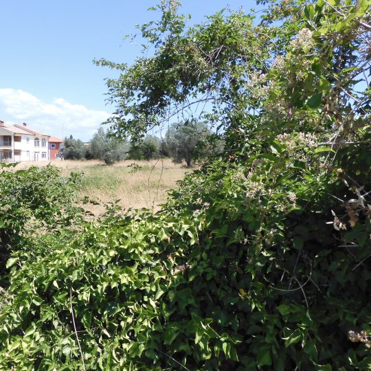 Galižana, Building plot