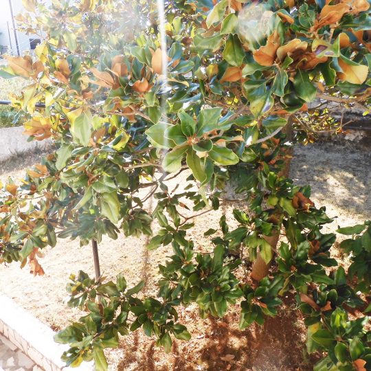 Kuća PULA, LIJEPA i UREDNA KUĆA SA DVA STANA, KOD GROŽNJANSKE ULICE