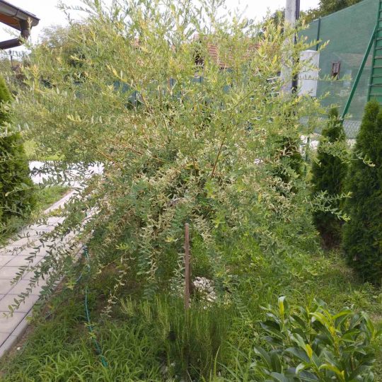 Дом, СЕРБИЯ, КРУСЕВАЦКИЙ РАЙОН, €48 000