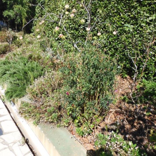 Apartment PULA, GROUND FLOOR, VERUDELA €158,000