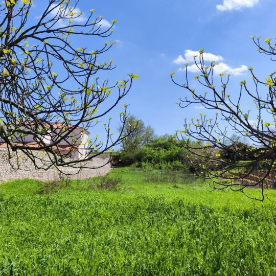 Grundstück in Barban, Istrien (1329 m²) – Dringender Verkauf, Gelegenheit!