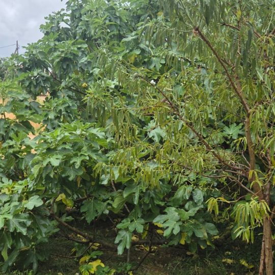 Fažana – zemljište 3331 m², 400 m od mora, odlična lokacija