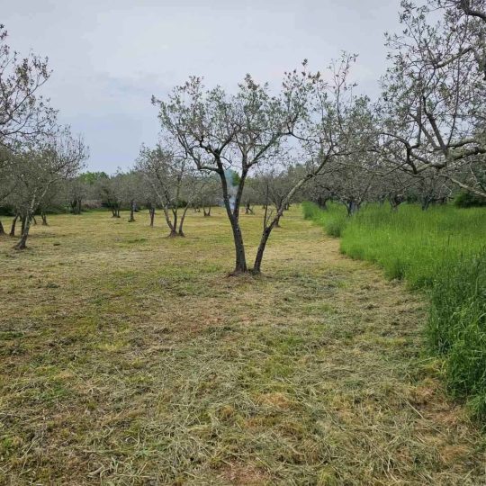 NON-URBANIZED PLOT FOR SALE 3170 M² – FAŽANA, ISTRIA – OPPORTUNITY