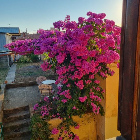 Simpatična kuća sa vrtom u blizini Arene!