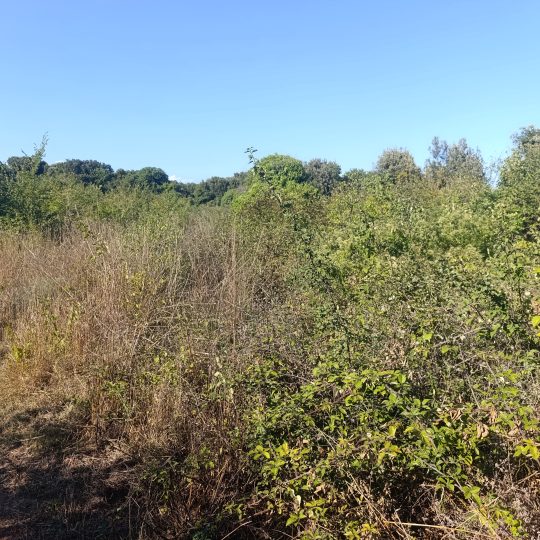Ližnjan: Neurbanizirano zemljište, mirna lokacija, privatnost, 3119 m2