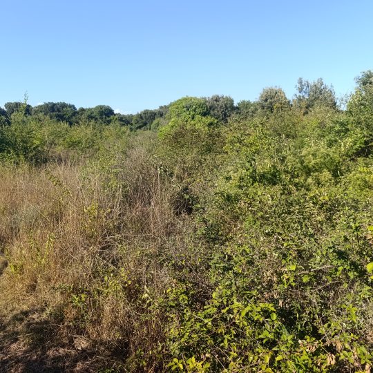 Ližnjan: Neurbanizirano zemljište, mirna lokacija, privatnost, 3119 m2