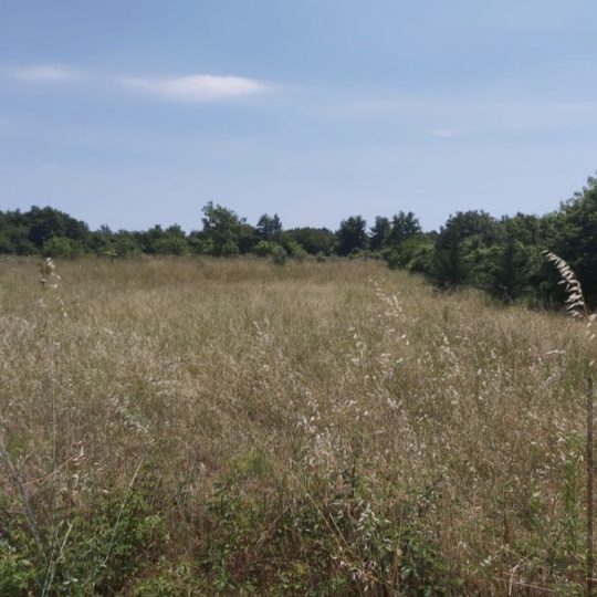 Žminj: Prodaju se građevinske parcele na odličnoj lokaciji!